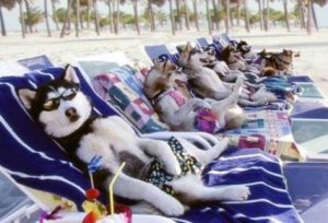 perros-vacaciones